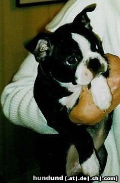 Boston Terrier Hunde Foto 3773 Boston Terrier Betty Blue