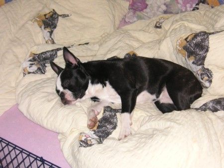 Boston Terrier Hunde Foto 29333 Boston Terrier so richtig nett.......
