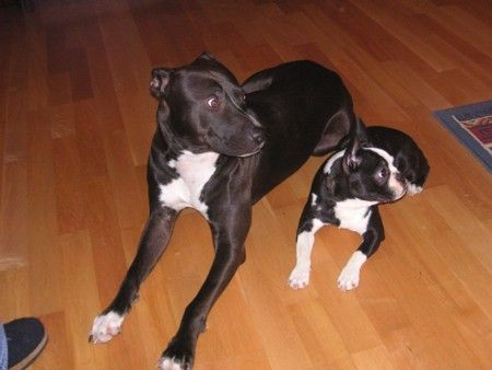 Boston Terrier Hunde Foto 29323 Boston Terrier Nicki mit Freundin Skay