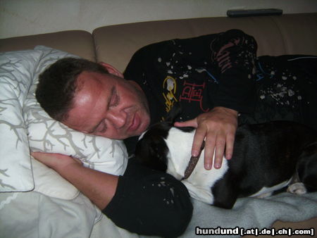 Boston Terrier Hunde Foto 44419 Boston Terrier tzzzzzz!
