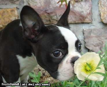 Boston Terrier Hunde Foto 13788 Boston Terrier Blumenfreund