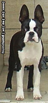 Boston Terrier Hunde Foto 15417 Boston Terrier Ich überblicke alles....