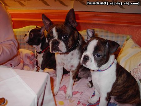 Boston Terrier Hunde Foto 10255 Boston Terrier Mama Gipsy mit zwei ihrer Kinder