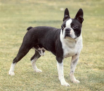 Boston Terrier Hunde Foto 106 Boston Terrier
