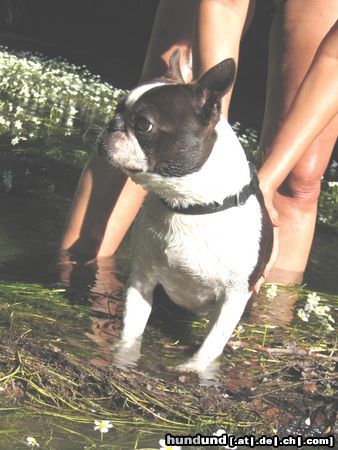 Boston Terrier Hunde Foto 20004 Boston Terrier Bruno ist 3,5 Jh. und hat seinen ersten Preis als bester Boston Rüde im Olympiazentrum München geholt.