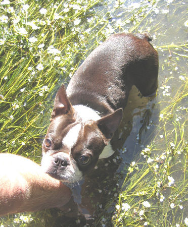 Boston Terrier Hunde Foto 30341 Boston Terrier ...Hilfe hol mich hier raus!!