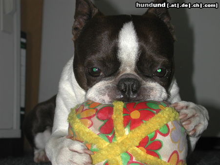 Boston Terrier Hunde Foto 25559 in höherer Auflösung ansehen Boston Terrier Bruno meditiert gerne mit seinem Ball