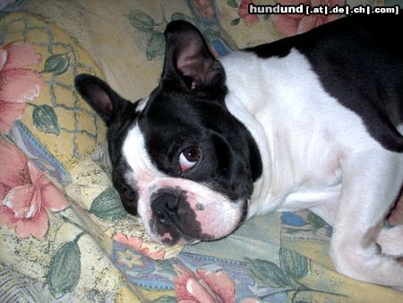 Boston Terrier Hunde Foto 21060 in höherer Auflösung ansehen Boston Terrier Bully macht es sich gemütlich