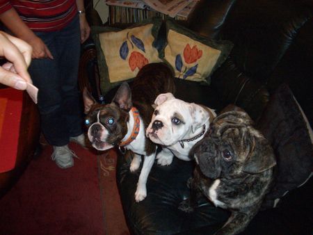 Boston Terrier Hunde Foto 35470 in höherer Auflösung ansehen Boston Terrier Mr.x und seine Freunde