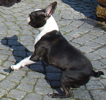 Boston Terrier Hunde Foto 30955 in höherer Auflösung ansehen Boston Terrier Grynn od pulnocniho slunce ist sprungbereit