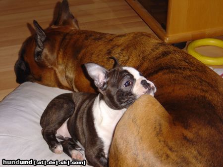 Boston Terrier Hunde Foto 8105 Boston Terrier Amber Countess of White Hunter´s Lodge mit ihrer Partnerin Xandi (Boxerhündin)