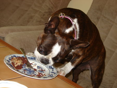Boston Terrier Hunde Foto 27564 in höherer Auflösung ansehen Boston Terrier Shirley bei der Adventjause