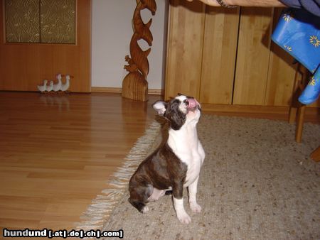 Boston Terrier Hunde Foto 8414 Boston Terrier Amber haben die Spagetti gut geschmeckt