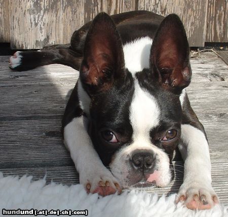 Boston Terrier Hunde Foto 14947 in höherer Auflösung ansehen Boston Terrier Die letzten Sonnenstrahlen genießen...