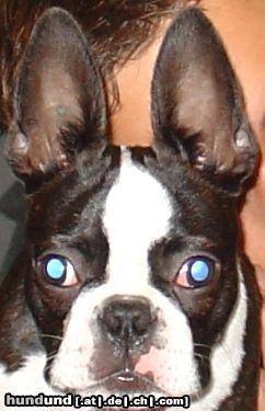 Boston Terrier Hunde Foto 15147 in höherer Auflösung ansehen Boston Terrier ...nun bin ich wach!