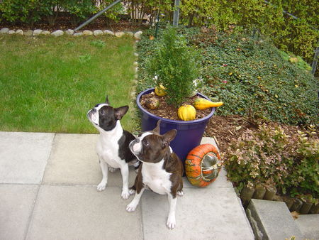 Boston Terrier Hunde Foto 27330 in höherer Auflösung ansehen Boston Terrier Nena und Amber