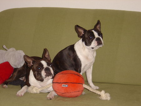 Boston Terrier Hunde Foto 27331 in höherer Auflösung ansehen Boston Terrier Amber und Nena in Warteposition