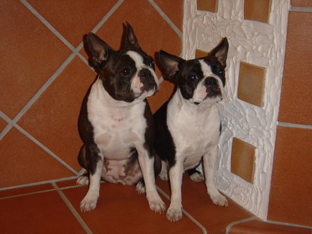 Boston Terrier Hunde Foto 27332 in höherer Auflösung ansehen Boston Terrier ....unser liebstes, wärmstes Platzerl.....