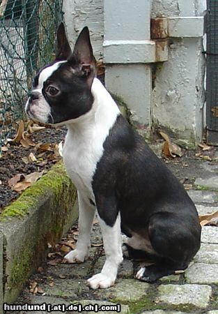 Boston Terrier Hunde Foto 16714 in höherer Auflösung ansehen Boston Terrier Geduld ist alles