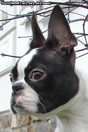 Boston Terrier Hunde Foto 20009 in höherer Auflösung ansehen Boston Terrier Bin wach!