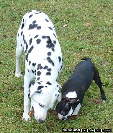 Boston Terrier Freunde teilen