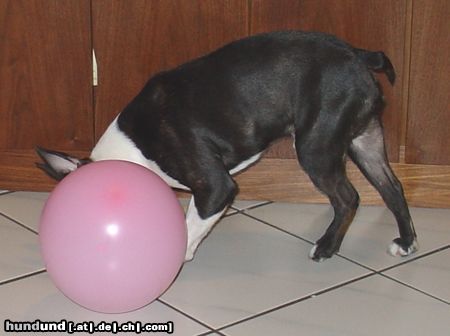 Boston Terrier Hunde Foto 18484 in höherer Auflösung ansehen Boston Terrier ohne Kopf, ohne Worte