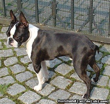 Boston Terrier Hunde Foto 20574 in höherer Auflösung ansehen Boston Terrier Hallo