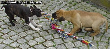 Boston Terrier Hunde Foto 20577 in höherer Auflösung ansehen Boston Terrier Spiele ohne Ende