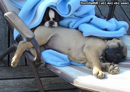 Boston Terrier Hunde Foto 20670 in höherer Auflösung ansehen Boston Terrier ...nur hier ist es schön warm...