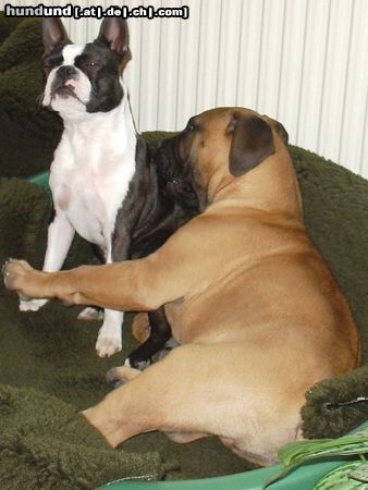 Boston Terrier Hunde Foto 21364 Boston Terrier So eine Rückenmassage tut immer gut....