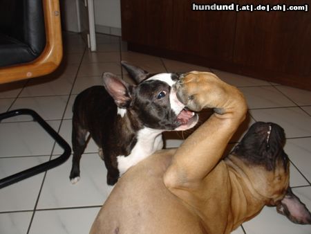 Boston Terrier Hunde Foto 23909 in höherer Auflösung ansehen Boston Terrier Boston Terrier spielt mit Bullmastiff