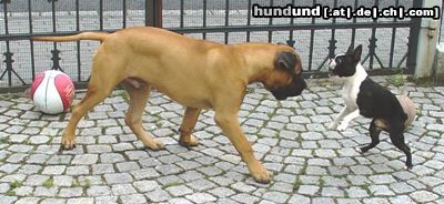 Boston Terrier Hunde Foto 24034 Boston Terrier Spiel mit Bullmastiff