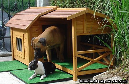 Boston Terrier Hunde Foto 24202 in höherer Auflösung ansehen Boston Terrier Boston Terrier mit Freund
