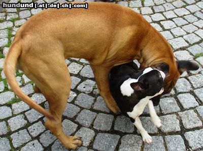 Boston Terrier Hunde Foto 24035 Boston Terrier Spiel mit Bullmastiff, schnell entwischt...