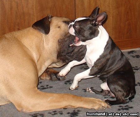 Boston Terrier Hunde Foto 26660 in höherer Auflösung ansehen Boston Terrier Gwynn od Pulnocniho slunce spielt mit seinem Freund