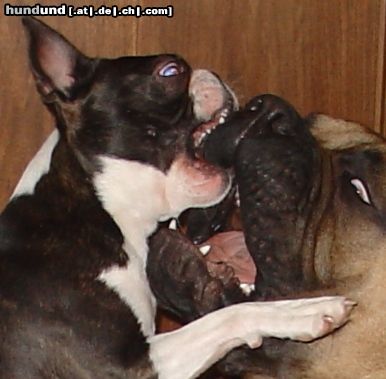 Boston Terrier Hunde Foto 26668 in höherer Auflösung ansehen Boston Terrier Freunde tun nur so als ob....