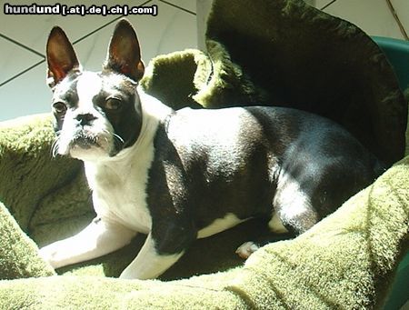 Boston Terrier Hunde Foto 19983 in höherer Auflösung ansehen Boston Terrier Endlich Sonne!