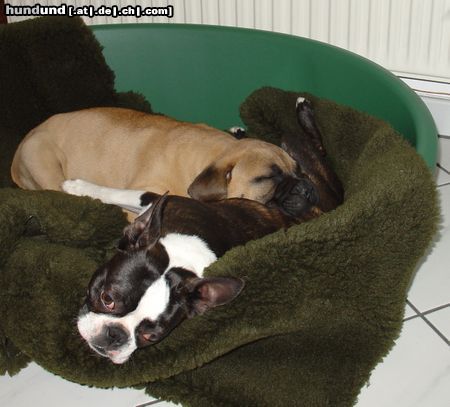 Boston Terrier Hunde Foto 20576 in höherer Auflösung ansehen Boston Terrier Freunde teilen Tisch und Bett