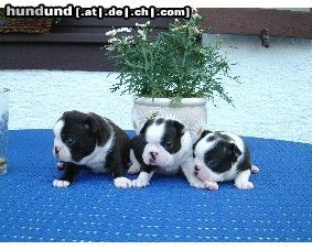 Boston Terrier Hunde Foto 4201 Boston Terrier Unsere deutschen Freunde