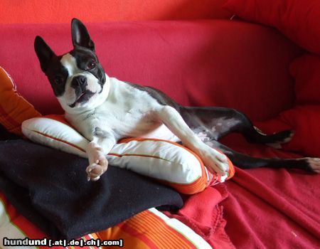 Boston Terrier Flo ( Fabiola of King´s Castle )