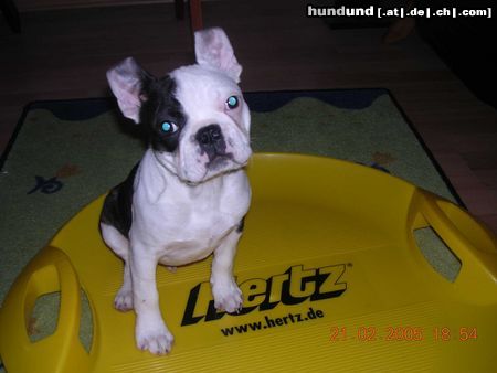Boston Terrier Hunde Foto 20250 in höherer Auflösung ansehen Boston Terrier sponsored by Hertz