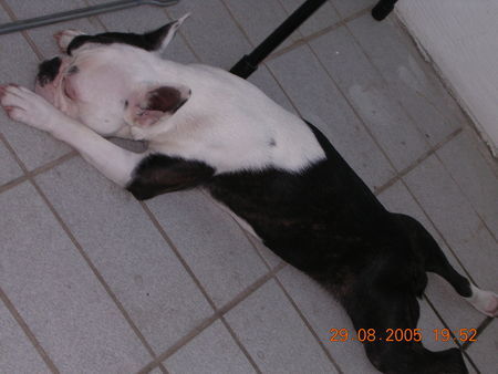 Boston Terrier Hunde Foto 30207 in höherer Auflösung ansehen Boston Terrier Leben ist so hart!!!!