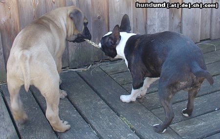 Boston Terrier Hunde Foto 20672 in höherer Auflösung ansehen Boston Terrier wer hat, der hat...