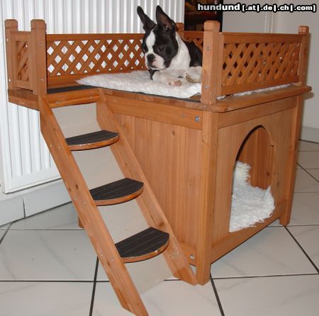 Boston Terrier Hunde Foto 14835 Boston Terrier Da soll ich nachher wirklich ganz alleine runtergehen???