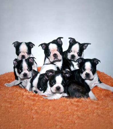 Boston Terrier Hunde Foto 939 Boston Terrier Die sieben Zwerge