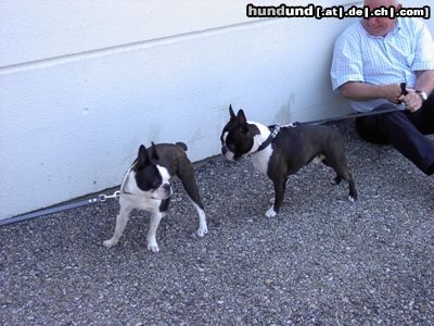 Boston Terrier Hunde Foto 23064 Boston Terrier Madison und Kenzo warten auf das Richten b ei der EURODOG