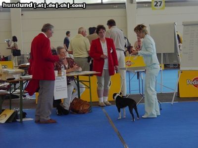Boston Terrier Bassty vor der Richterin