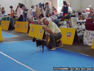 Boston Terrier Hunde Foto 23066 Boston Terrier Amber im Ring