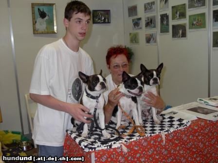 Boston Terrier Hunde Foto 23068 Boston Terrier Allerlei Bossies