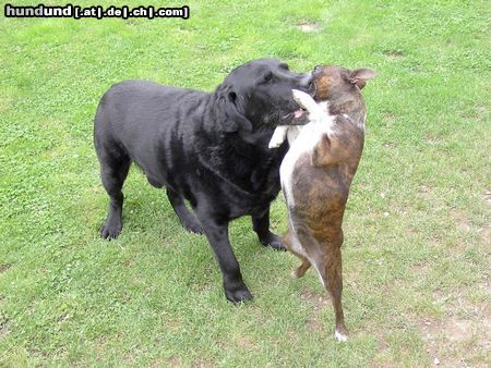 Boston Terrier Hunde Foto 3768 Boston Terrier Wir lieben uns so sehr